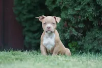Kendall, a female American Bully for sale in Chicago, IL – 7 of 9