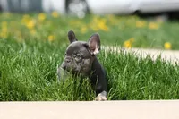 Barry, a male French Bulldog for sale in Chicago, IL – 4 of 9