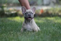 Marlon , a male French Bulldog for sale in Chicago, IL – 6 of 10