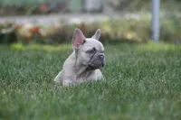 Marilyn , a female French Bulldog for sale in Chicago, IL – 5 of 10