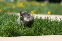 Gary, a male French Bulldog for sale in Chicago, IL – 6 of 10