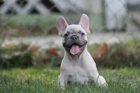 Macho, a male French Bulldog for sale in Chicago, IL – 7 of 10