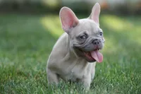 Mongo, a male French Bulldog for sale in Chicago, IL – 2 of 10