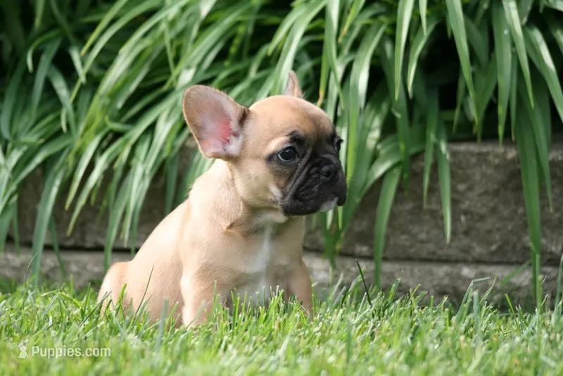 Belle – French Bulldog puppy for sale in Chicago, IL