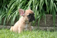 Belle, a female French Bulldog for sale in Chicago, IL – 1 of 6