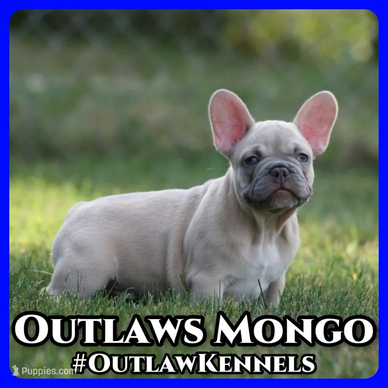Mongo – French Bulldog puppy for sale in Chicago, IL