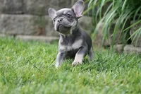 Rapunzel, a female French Bulldog for sale in Chicago, IL – 7 of 10