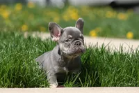 Gary, a male French Bulldog for sale in Chicago, IL – 8 of 10