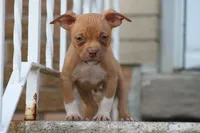Ronnie , a male American Bully for sale in Chicago, IL – 3 of 6
