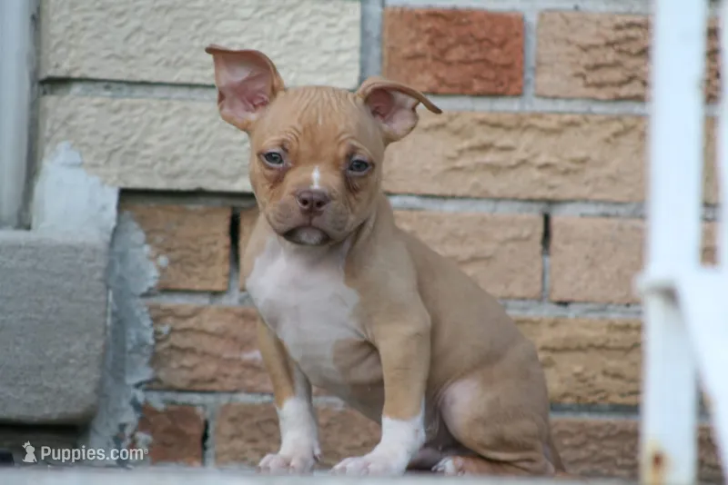 Reggie – American Bully puppy for sale in Chicago, IL