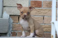Reggie, a male American Bully for sale in Chicago, IL – 1 of 6