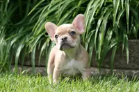 Alice, a female French Bulldog for sale in Chicago, IL – 4 of 9