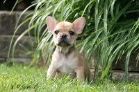 Cinderella, a female French Bulldog for sale in Chicago, IL – 6 of 10