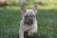 Marlon , a male French Bulldog for sale in Chicago, IL – 3 of 10