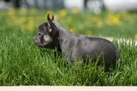 Barry, a male French Bulldog for sale in Chicago, IL – 6 of 9