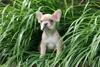 Cinderella, a female French Bulldog for sale in Chicago, IL – 8 of 10