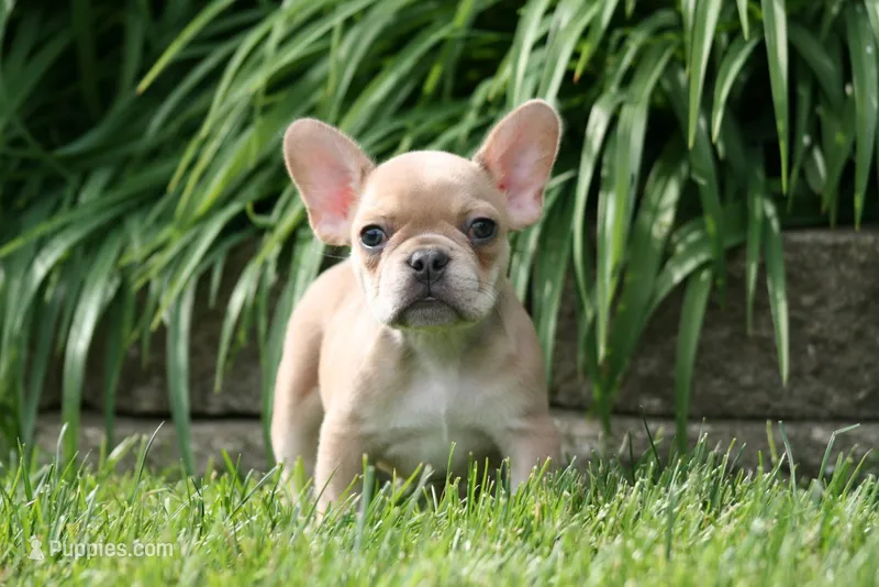 Alice – French Bulldog puppy for sale in Chicago, IL