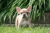 Alice, a female French Bulldog for sale in Chicago, IL – 1 of 9