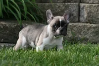 Chip, a male French Bulldog for sale in Chicago, IL – 4 of 10