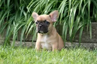 Belle, a female French Bulldog for sale in Chicago, IL – 3 of 6