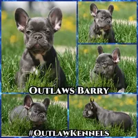 Barry, a male French Bulldog for sale in Chicago, IL – 9 of 9