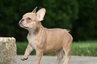Alice, a female French Bulldog for sale in Chicago, IL – 2 of 9