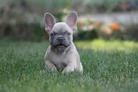 Marlon , a male French Bulldog for sale in Chicago, IL – 2 of 10