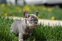 Gary, a male French Bulldog for sale in Chicago, IL – 1 of 10