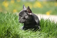 Harry, a male French Bulldog for sale in Chicago, IL – 3 of 10