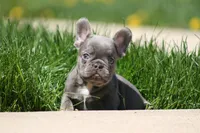 Larry, a male French Bulldog for sale in Chicago, IL – 1 of 10