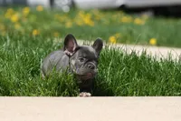 Barry, a male French Bulldog for sale in Chicago, IL – 5 of 9