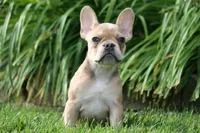 Alice, a female French Bulldog for sale in Chicago, IL – 3 of 9