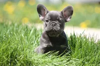 Harry, a male French Bulldog for sale in Chicago, IL – 2 of 10