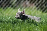 Jerry, a male French Bulldog for sale in Chicago, IL – 3 of 10