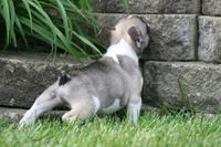 Chip, a male French Bulldog for sale in Chicago, IL – 7 of 10