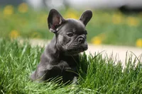 Harry, a male French Bulldog for sale in Chicago, IL – 4 of 10