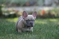 Marlon , a male French Bulldog for sale in Chicago, IL – 7 of 10