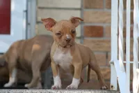 Reggie, a male American Bully for sale in Chicago, IL – 3 of 6