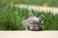 Larry, a male French Bulldog for sale in Chicago, IL – 4 of 10