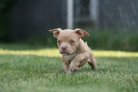Kylie, a female American Bully for sale in Chicago, IL – 2 of 9