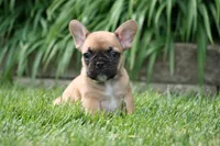 Belle, a female French Bulldog for sale in Chicago, IL – 4 of 6
