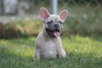 Mongo, a male French Bulldog for sale in Chicago, IL – 3 of 10