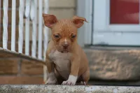 Reggie, a male American Bully for sale in Chicago, IL – 4 of 6