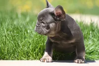 Harry, a male French Bulldog for sale in Chicago, IL – 8 of 10