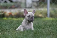 Marilyn , a female French Bulldog for sale in Chicago, IL – 2 of 10