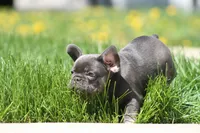Harry, a male French Bulldog for sale in Chicago, IL – 6 of 10