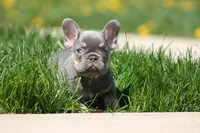 Gary, a male French Bulldog for sale in Chicago, IL – 9 of 10