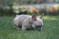 Marlon , a male French Bulldog for sale in Chicago, IL – 5 of 10