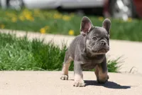 Jerry, a male French Bulldog for sale in Chicago, IL – 5 of 10