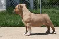 Cain, a male American Bully for sale in Chicago, IL – 8 of 8